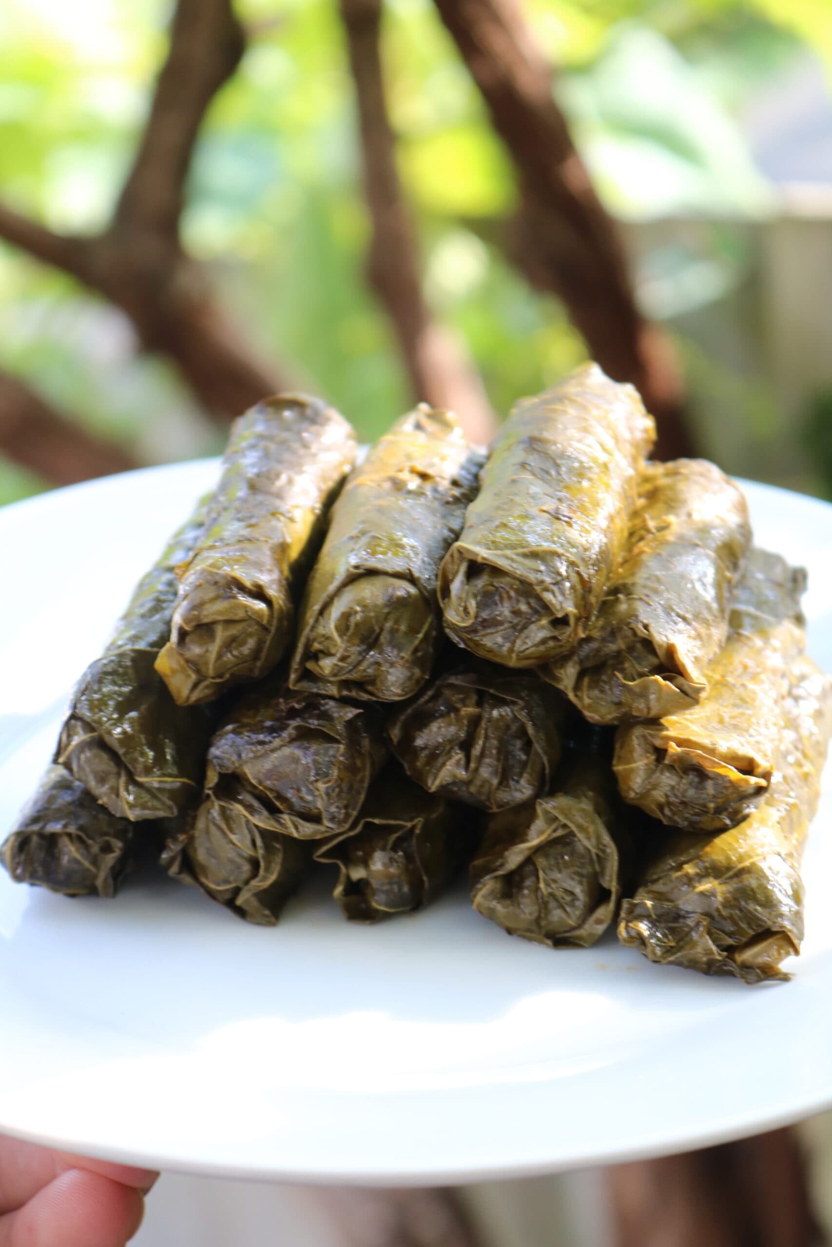 Hojas de parra